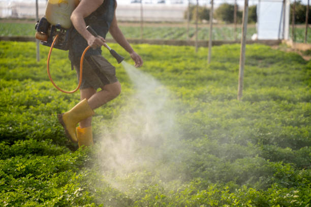Best Pest Prevention Services  in Laughlin Af, TX