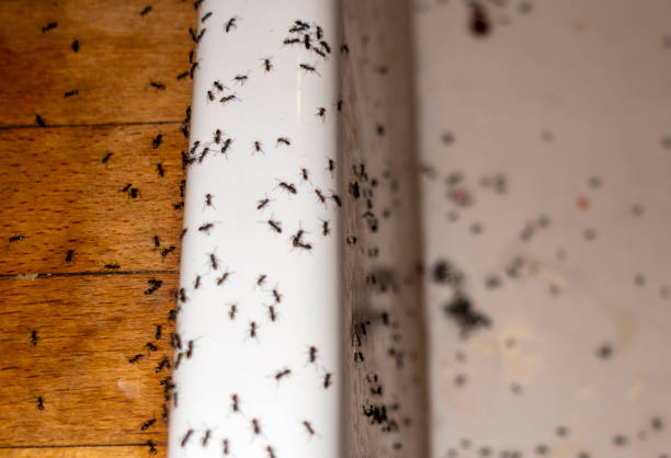 Best Pest Prevention Services  in Laughlin Af, TX