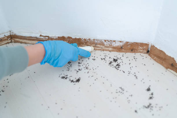 Trusted Laughlin Af, TX Pest Control Experts